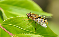 Hoverfly (Male, Epistrophe melanostoma)